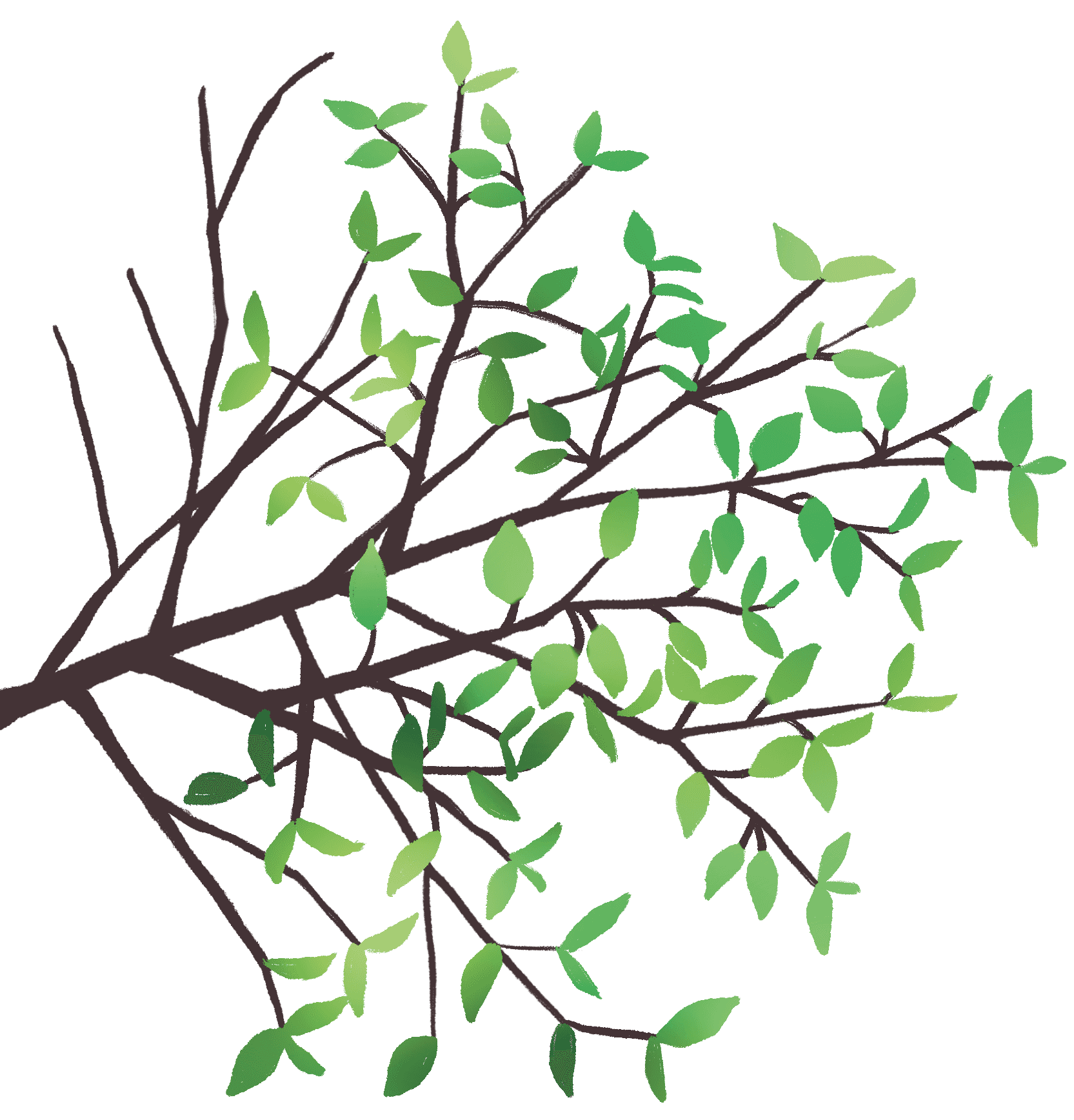 Illust of branch